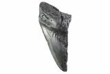 Partial Fossil Megalodon Tooth - South Carolina #332346-1